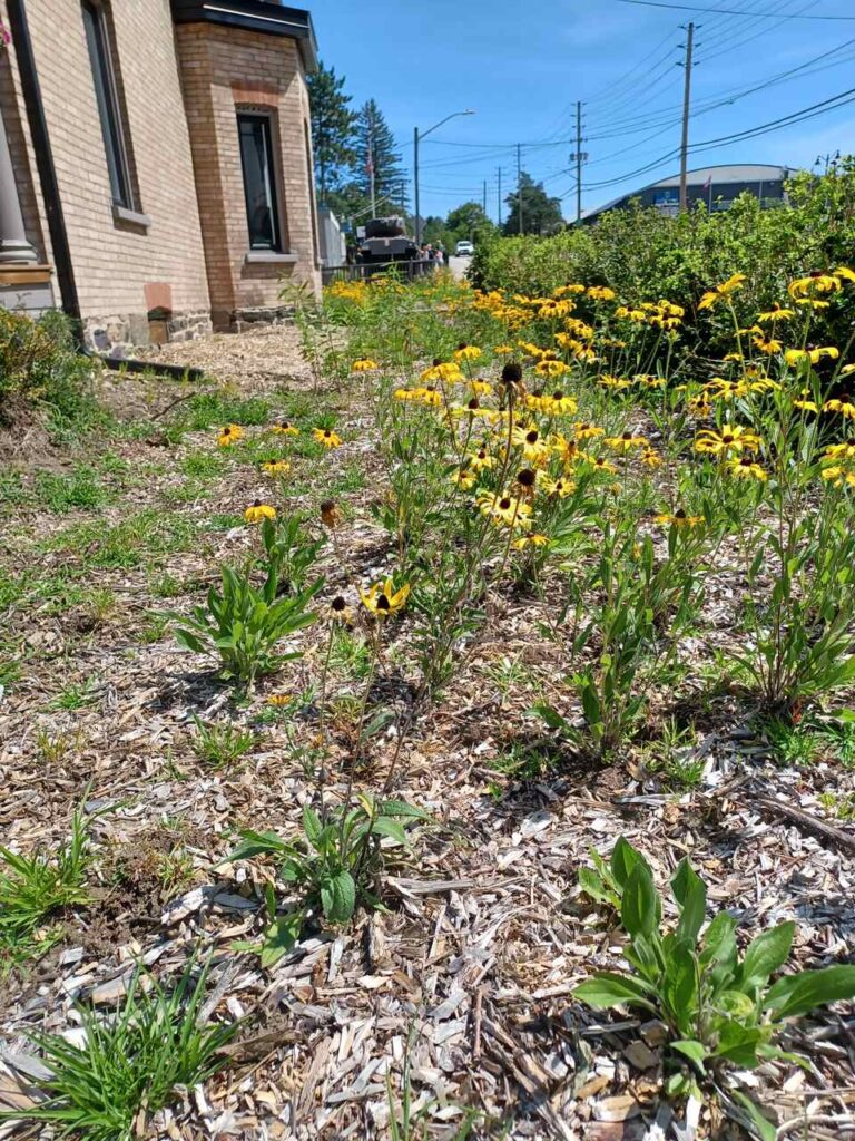 Black-eyed Susans in the foreground