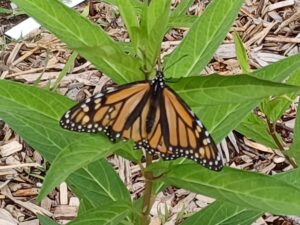 Monarch butterfly on Swamp Milkweed