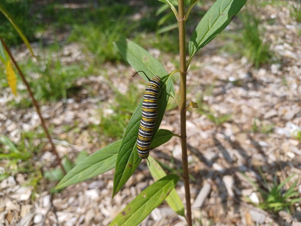 A Monarch butterfly caterpillar on a Swamp milkweed