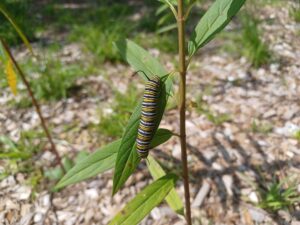 A Monarch butterfly caterpillar on a Swamp milkweed