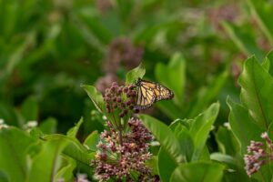Milkweed and monarch butterly.