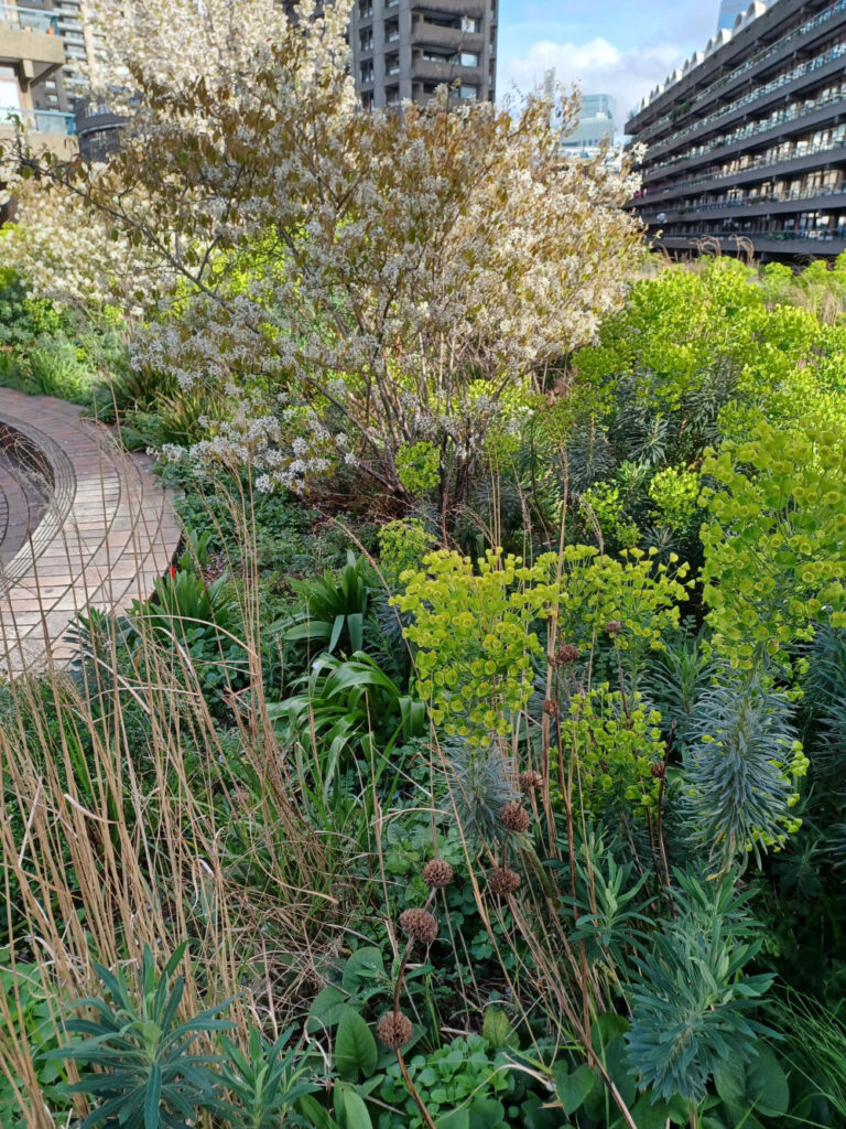 Nigel Dunnett Barbican gardens. 