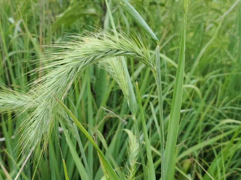 Image of Canada Wild Rye (Elymus canadensis) showing its wheat-like seed head.