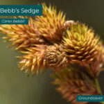 Native plant Bebb's sedge (Carex bebbii)