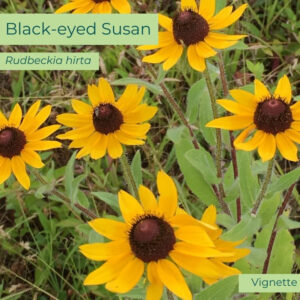Native plant Black-eyed Susan (Rudbeckia hirta)