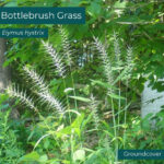Native plant Bottlebrush Grass (Elymus hystrix)