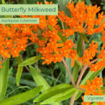 Native plant Butterfly Milkweed (Asclepias tuberosa)