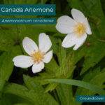 Native plant Canada Anemone (Anemonastrum canadense)