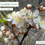Native plant Canadian Plum (Prunus nigra)
