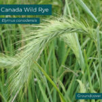 Native plant Canada Wild Rye (Elymus canadensis)