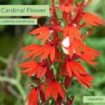 Native plant Cardinal Flower (Lobelia cardinalis)