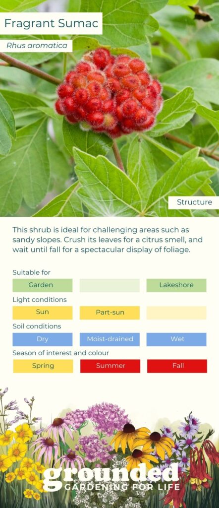 Common Name: Fragrant Sumac
Scientific Name: Rhus aromatica
Layer: Groundcover, Vignette, Structure
Light Conditions: Sun, Part-sun, Shade
Soil Conditions: Dry, Moist-drained, Moist
Bloom Colour: Yellow
Season of Interest: Spring, Summer, Fall
Suitable for: Lawn replacement, Septic bed, Shoreline
Description: This shrub is ideal for challenging areas such as sandy slopes. Crush its leaves for a citrus smell, and wait until fall for a spectacular display of foliage.
