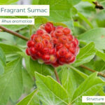 Native plant Fragrant Sumac (Rhus aromatica)