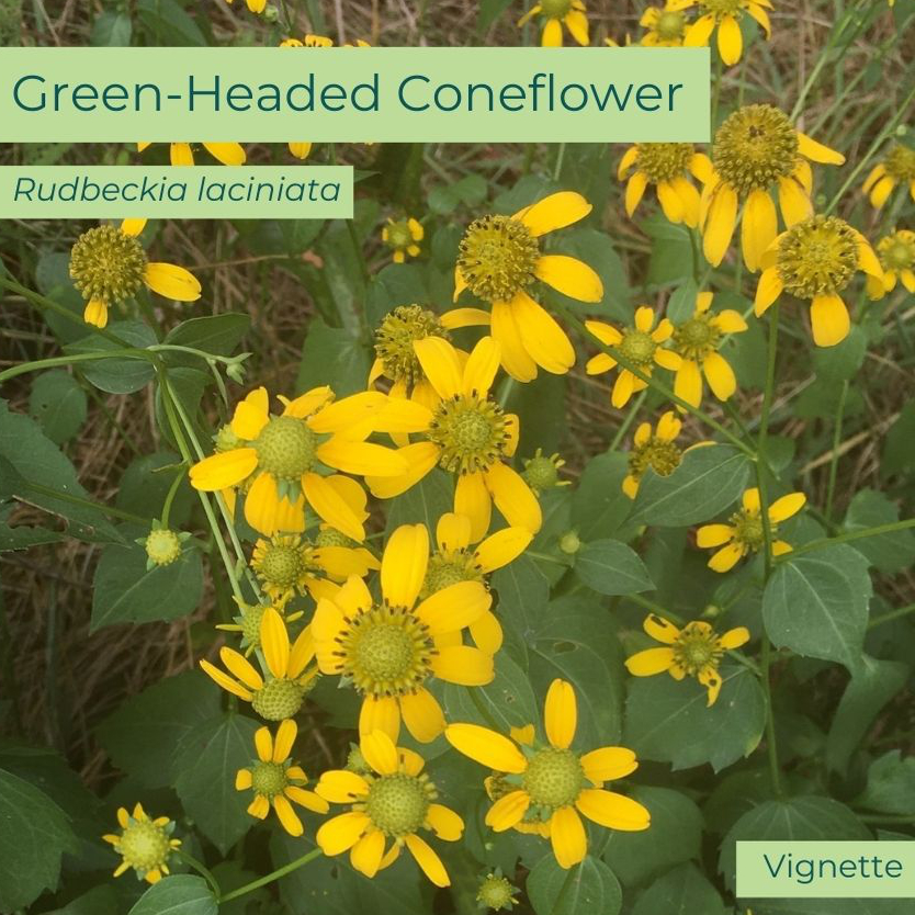 Native plant Green-headed coneflower (Rudbeckia laciniarta)