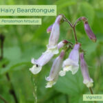 Native plant Hairy Beardtongue (Penstemon hirsutus) 