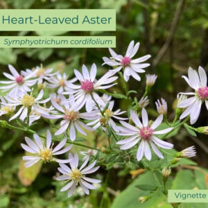 Native plant Heart-leaved Aster ( Symphyotrichum cordifolium)