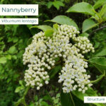 Native plant Nannyberry (Viburnum lentago)