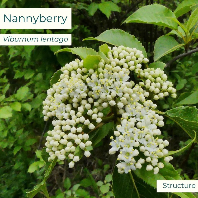 Native plant Nannyberry (Viburnum lentago)