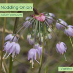 Native plant Nodding Onion (Allium cernum)
