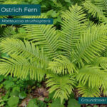 Native plant Ostrich Fern (Matteuccia struthiopteris)