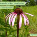 Native plant Pale Purple Coneflower (Echinacea pallida)