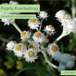 Native plant Pearly Everlasting (Anaphalis margaritacea)