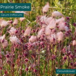 Native plant Prairie Smoke (Geum triflorum)