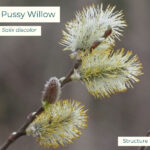 Native plant Pussy Willow (Salix discolor) 
