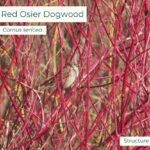 Native plant Red Osier Dogwood (Cornus sericea)