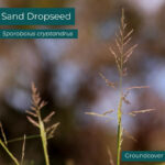 Native plant Sand Dropseed (Sporobolus cryptandrus)