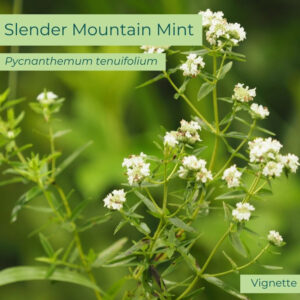 Native plant Slender Leaf Mountain Mint ( Pycnanthemum tenuifolium)