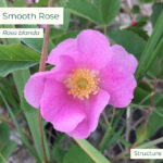 Native plant Smooth Rose (Rosa blanda) 