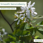 Native plant Smooth Serviceberry (melanchier laevis)