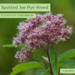 Native plant Spotted Joe Pye Weed (Eutrochium maculatum)