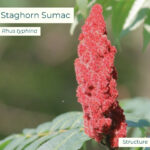 Native plant Staghorn Sumac (Rhus typhina)