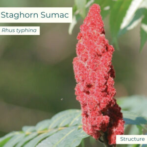 Native plant Staghorn Sumac (Rhus typhina)