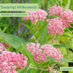 Native plant Swamp Milkweed (Asclepias incarnata)