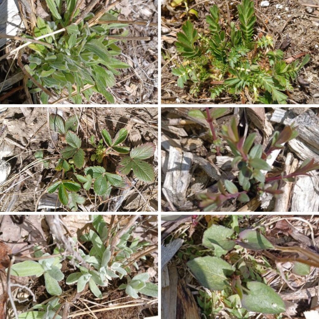 An image showing six native plants in spring.
