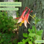 Native plant Wild Columbine (Aquilegia canadensis)