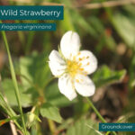 Native plant Wild Strawberry (Fragaria virginiana)