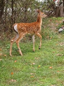 a young deer in a native plant garden