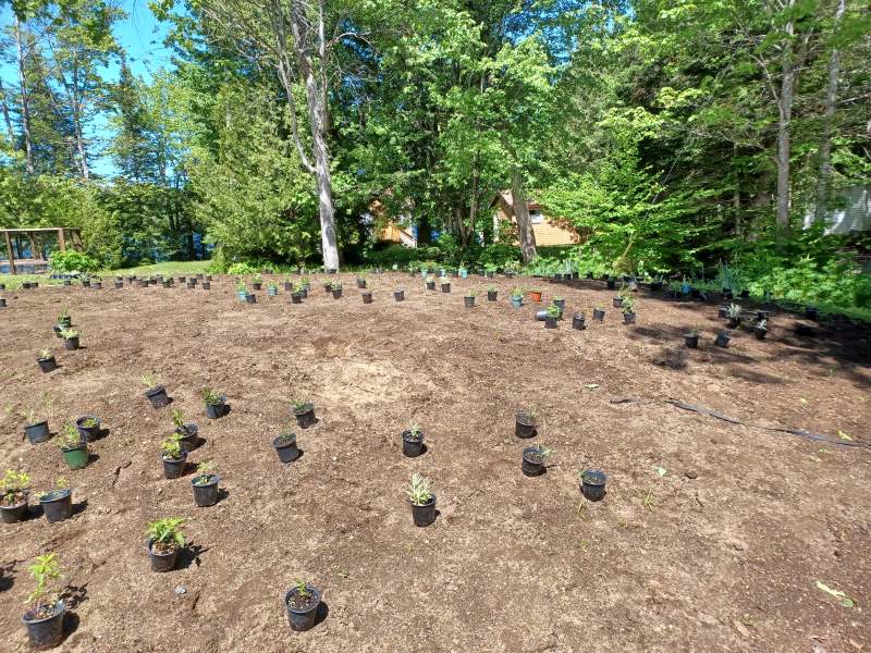 beginning installation of plants on a septic leach bed