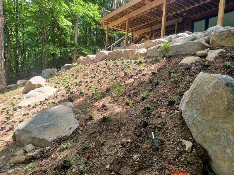 The sedge meadow shade garden during installation.