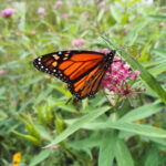 Monarch butterfly on a Swamp Milkweed in a native plant garden.