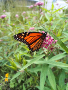 Monarch butterfly on a Swamp Milkweed in a native plant garden.