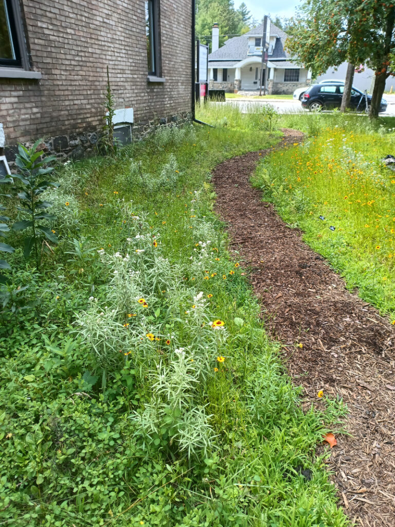 Image of a pathway at Lucas House showing a cue to care. One of the myths about native plants is that natural gardens need to be messy. Cues to care show the garden is intentional.