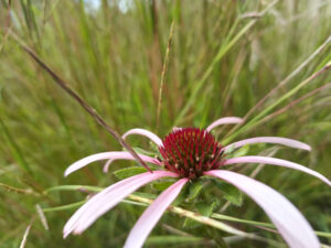 A Pale Purple Coneflower.