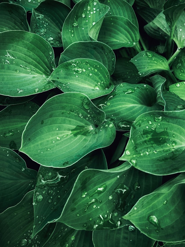 Image of some hostas. One of the myths about natural gardens is that non-native plants must always be replaced by native plants. I believe it's OK to keep some non-native plants, as long as they are not doing any harm.