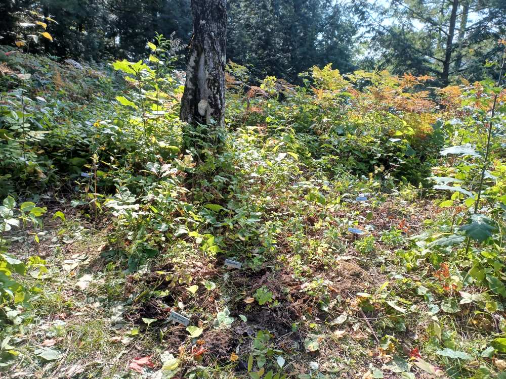 Forest naturalization in Haliburton County