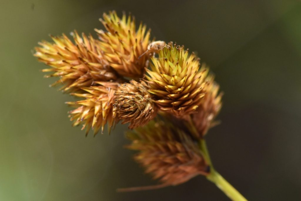 bebb's sedge